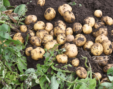 Veld met aardappelen